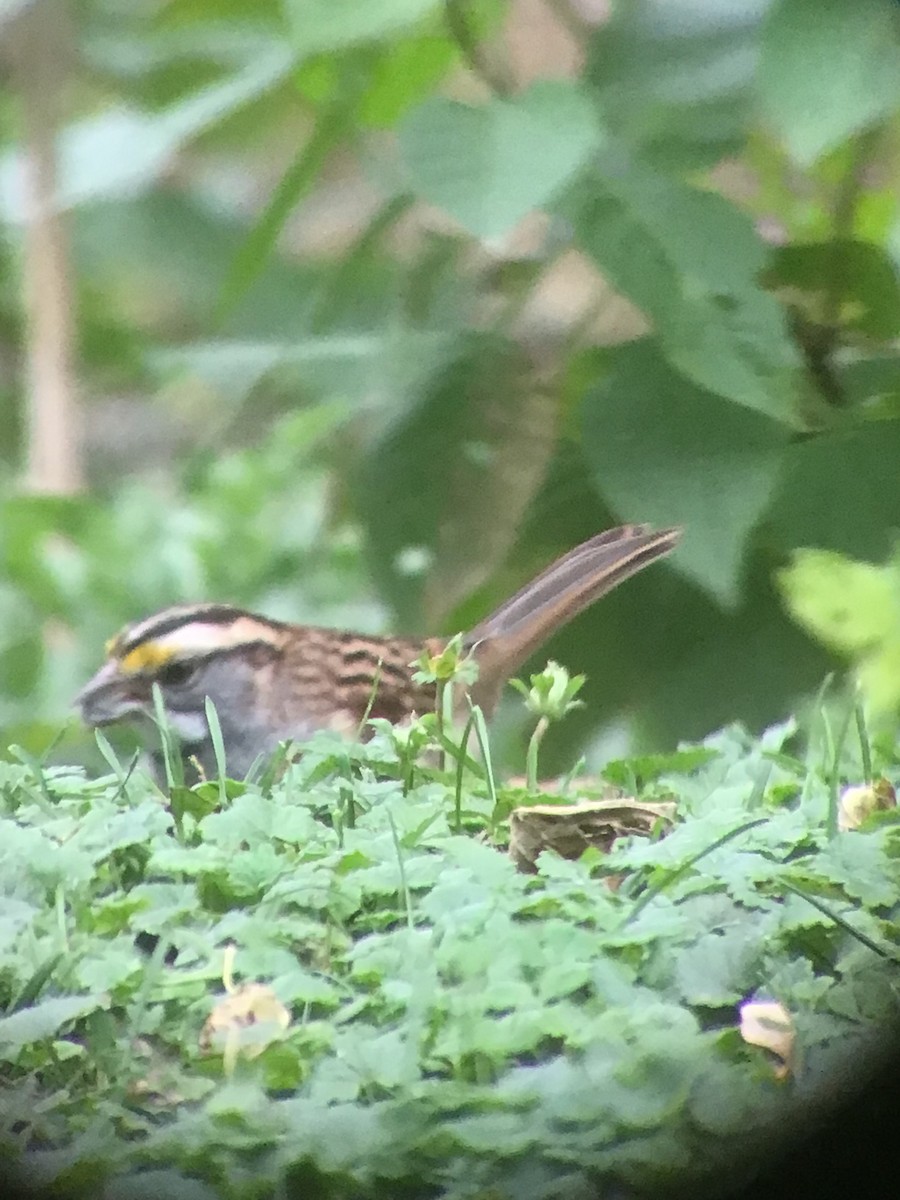 White-throated Sparrow - ML643515925