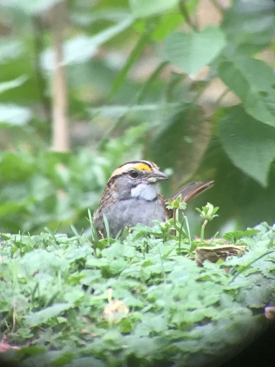 White-throated Sparrow - ML643515926
