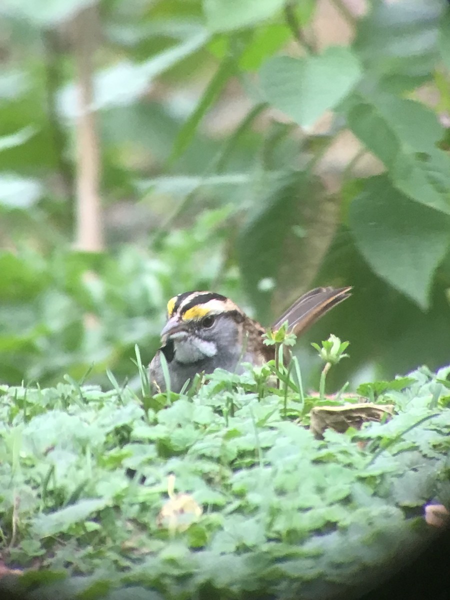 White-throated Sparrow - ML643515927