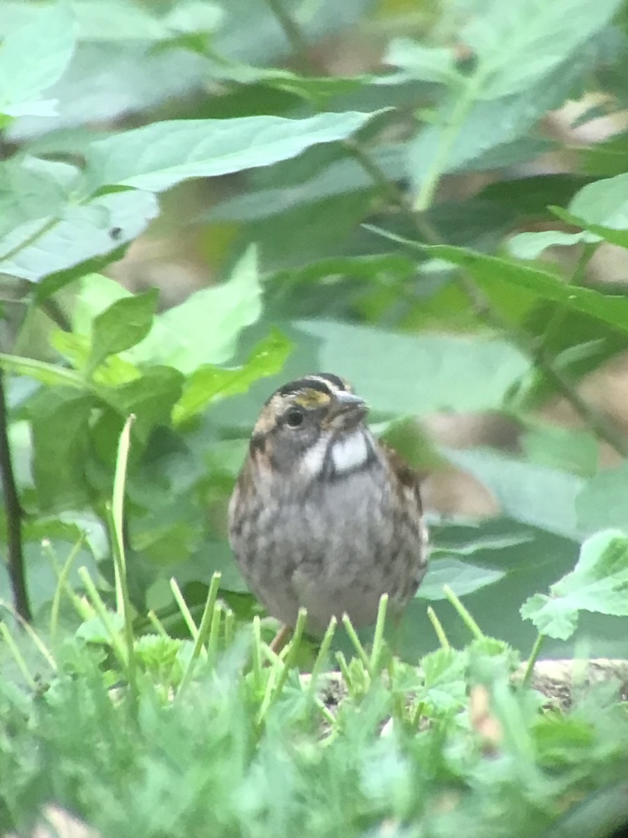White-throated Sparrow - ML643515929