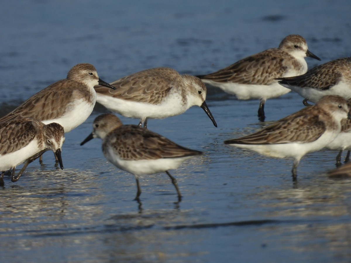 beringsnipe - ML643515931