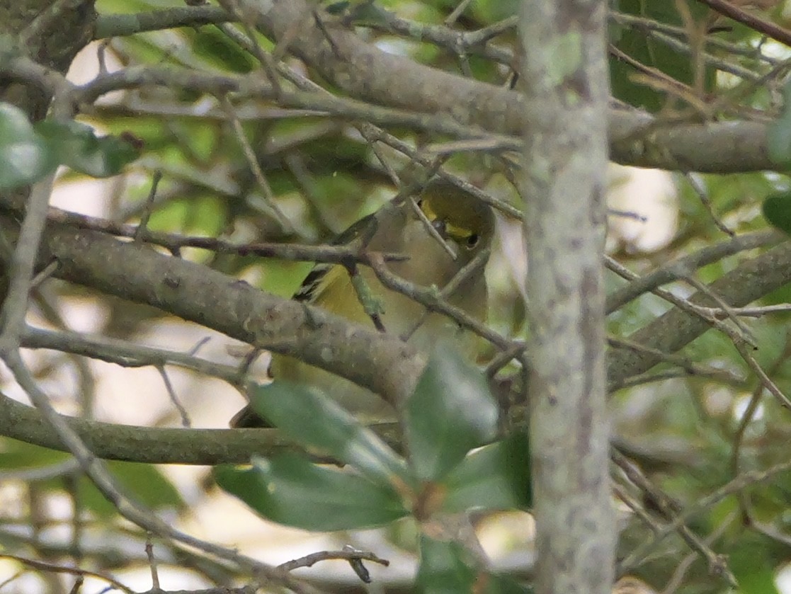 Vireo Ojiblanco - ML643515955