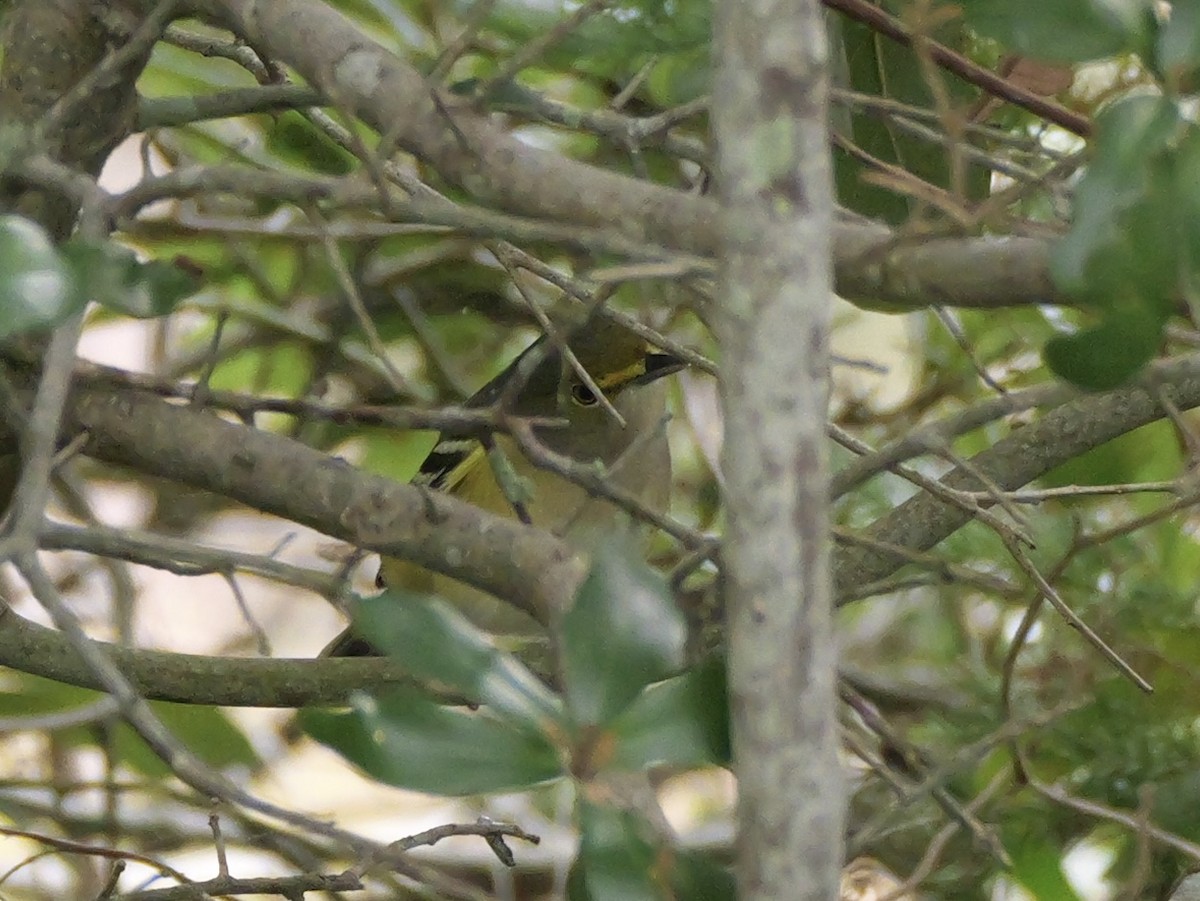 Vireo Ojiblanco - ML643515956