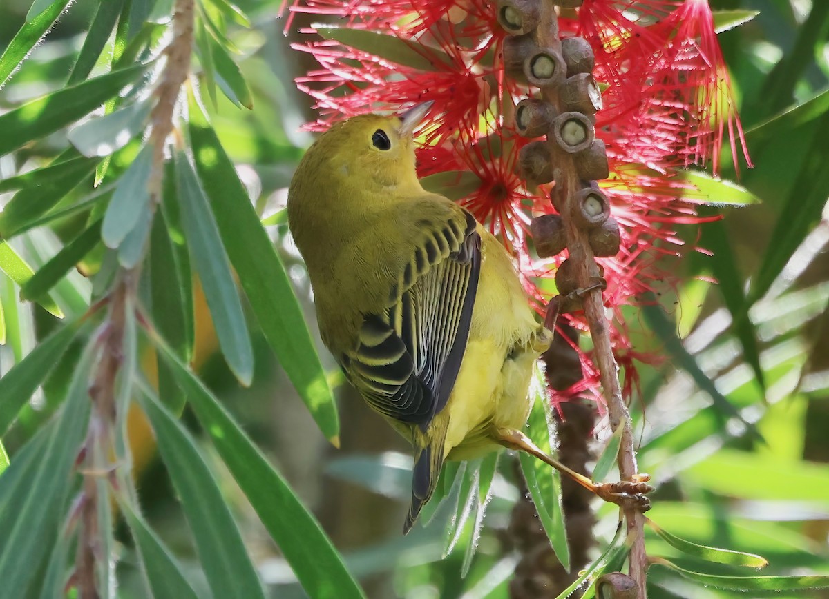 Yellow Warbler - ML643515973