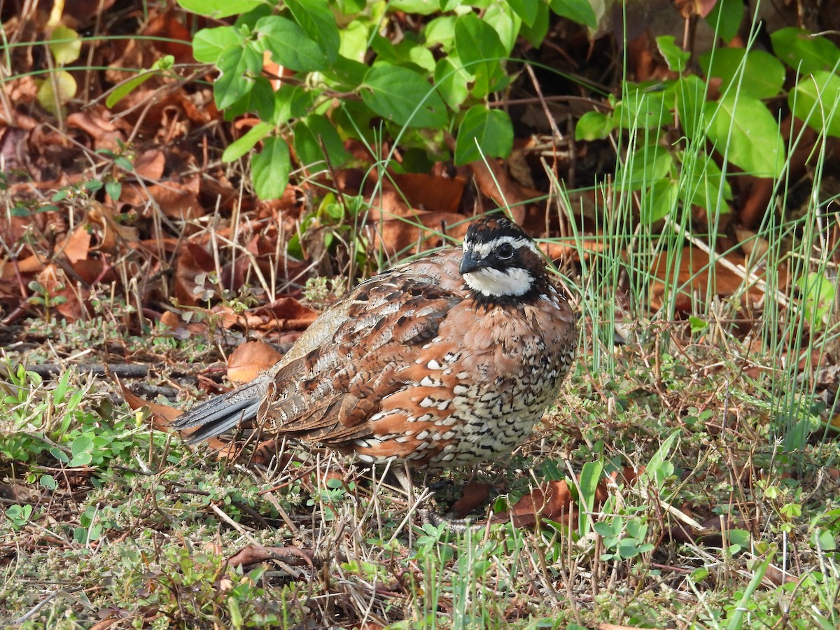 Northern Bobwhite - ML643515974