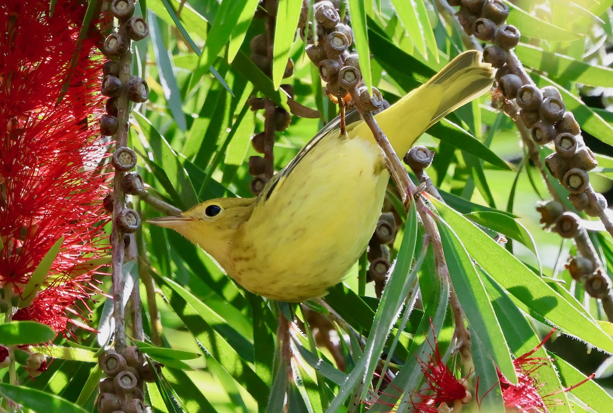 Yellow Warbler - ML643515985