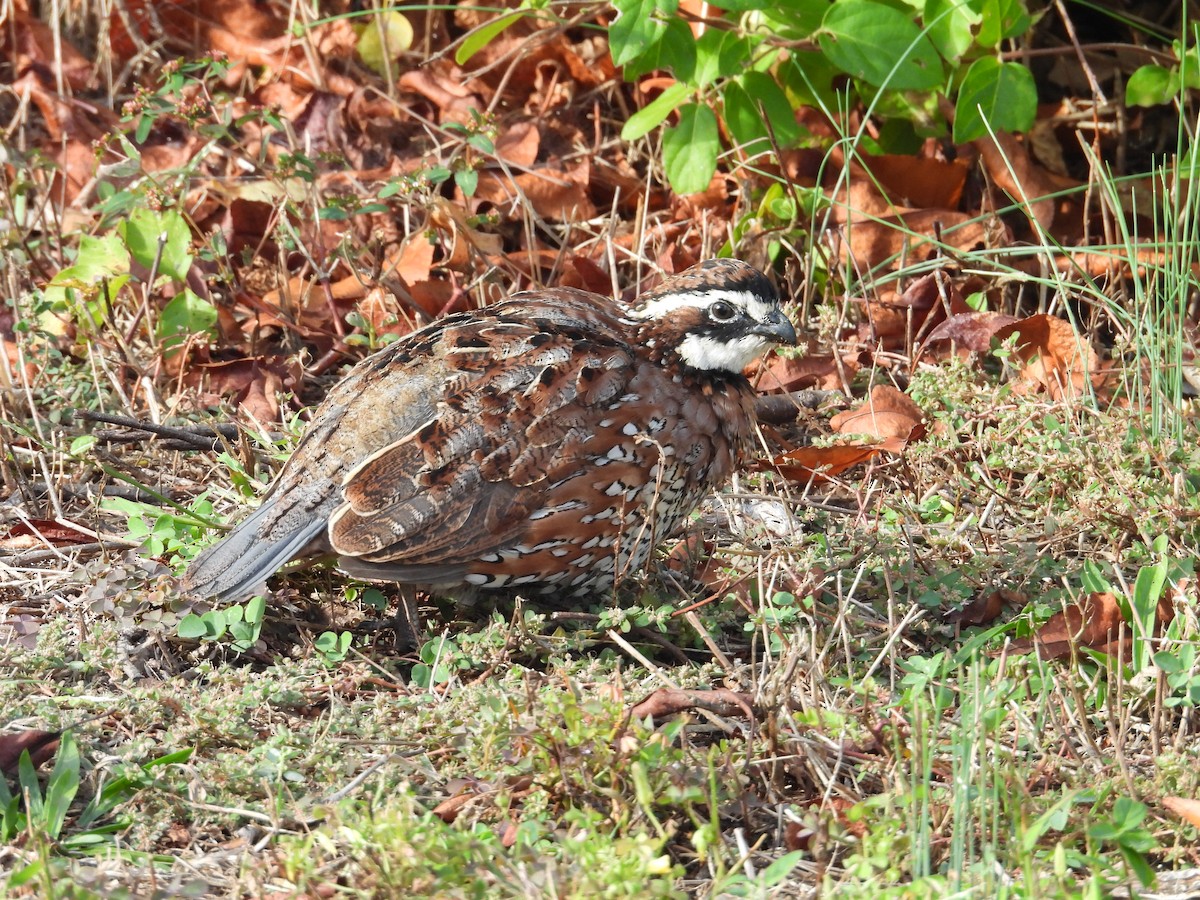 Northern Bobwhite - ML643515993