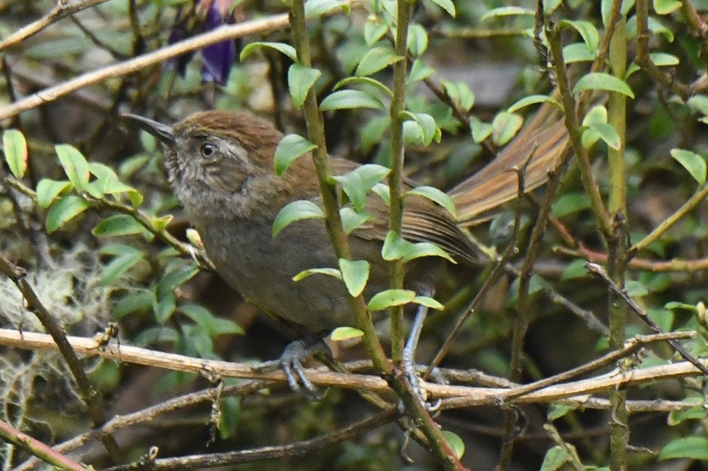 Puna Thistletail - ML643515997