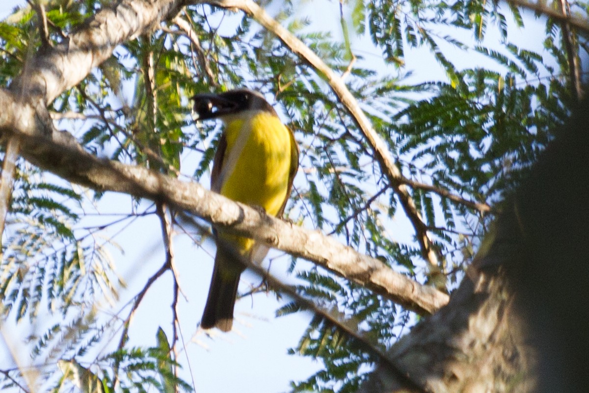 Boat-billed Flycatcher - ML643515998