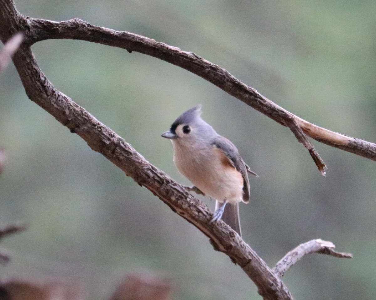 Mésange bicolore - ML643515999