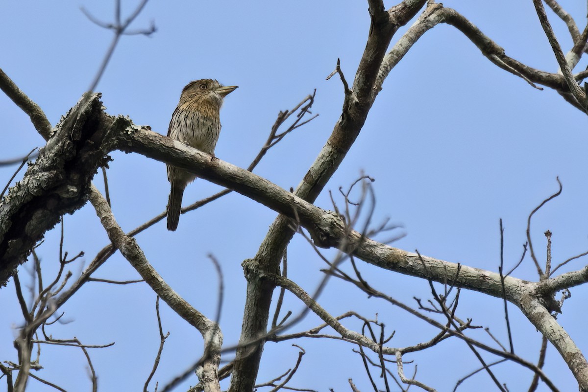 Western Striolated-Puffbird - ML643516000