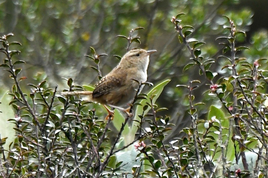 Grass Wren - ML643516009
