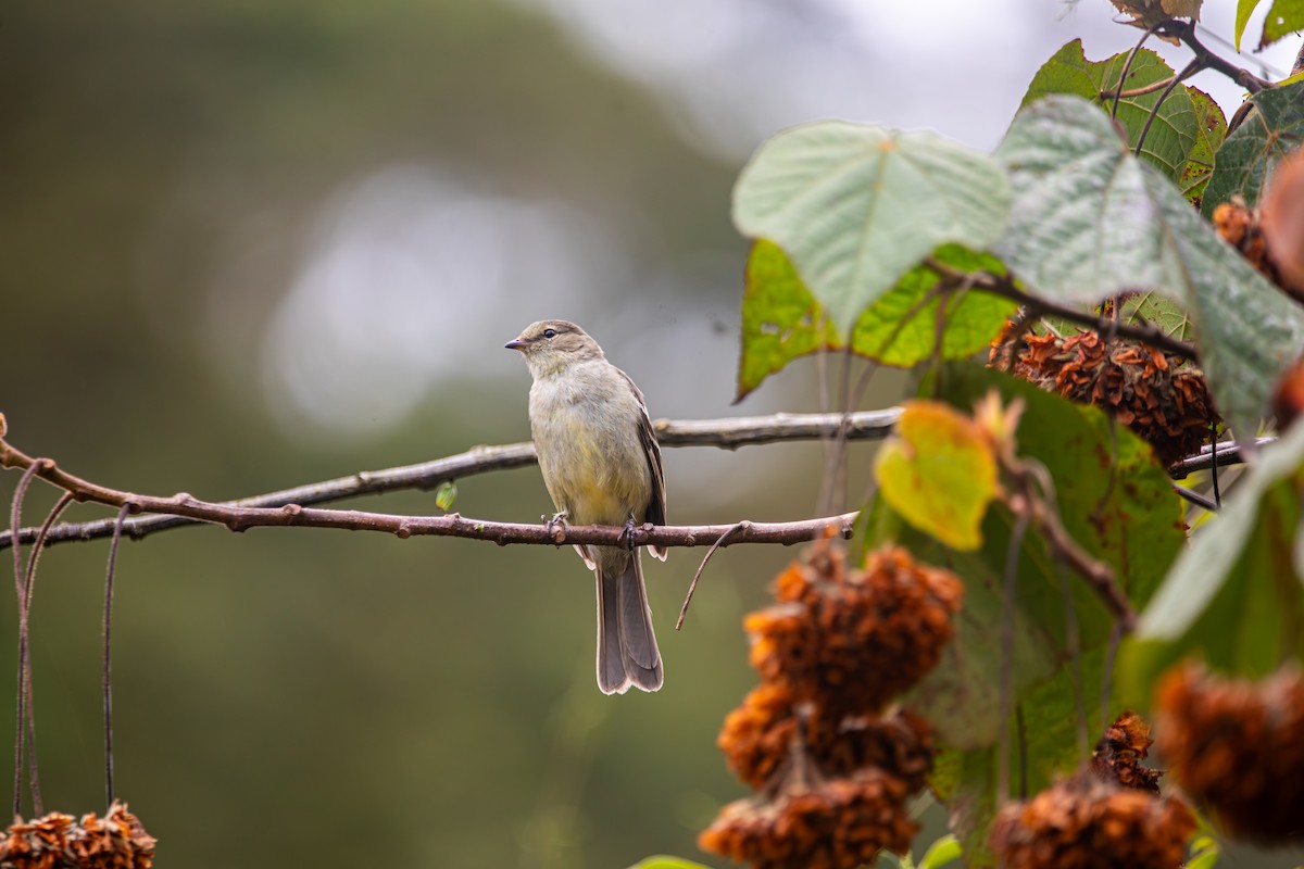 Small-headed Elaenia - ML643516040