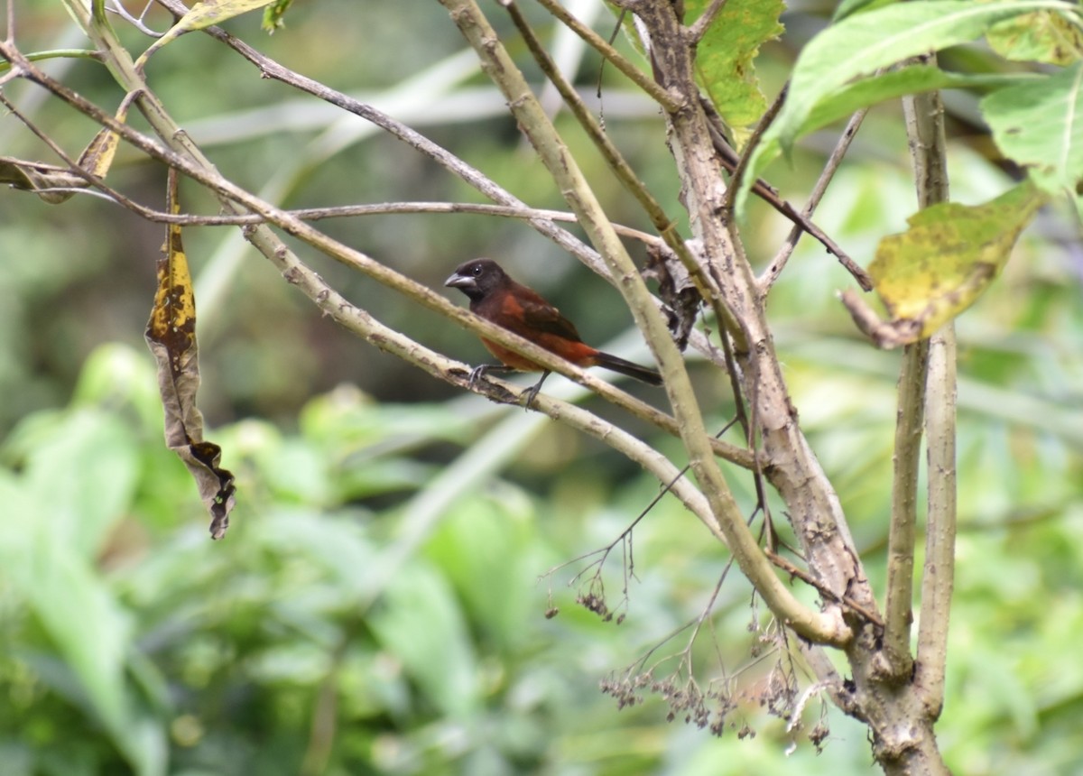 セアカフウキンチョウ - ML643516047