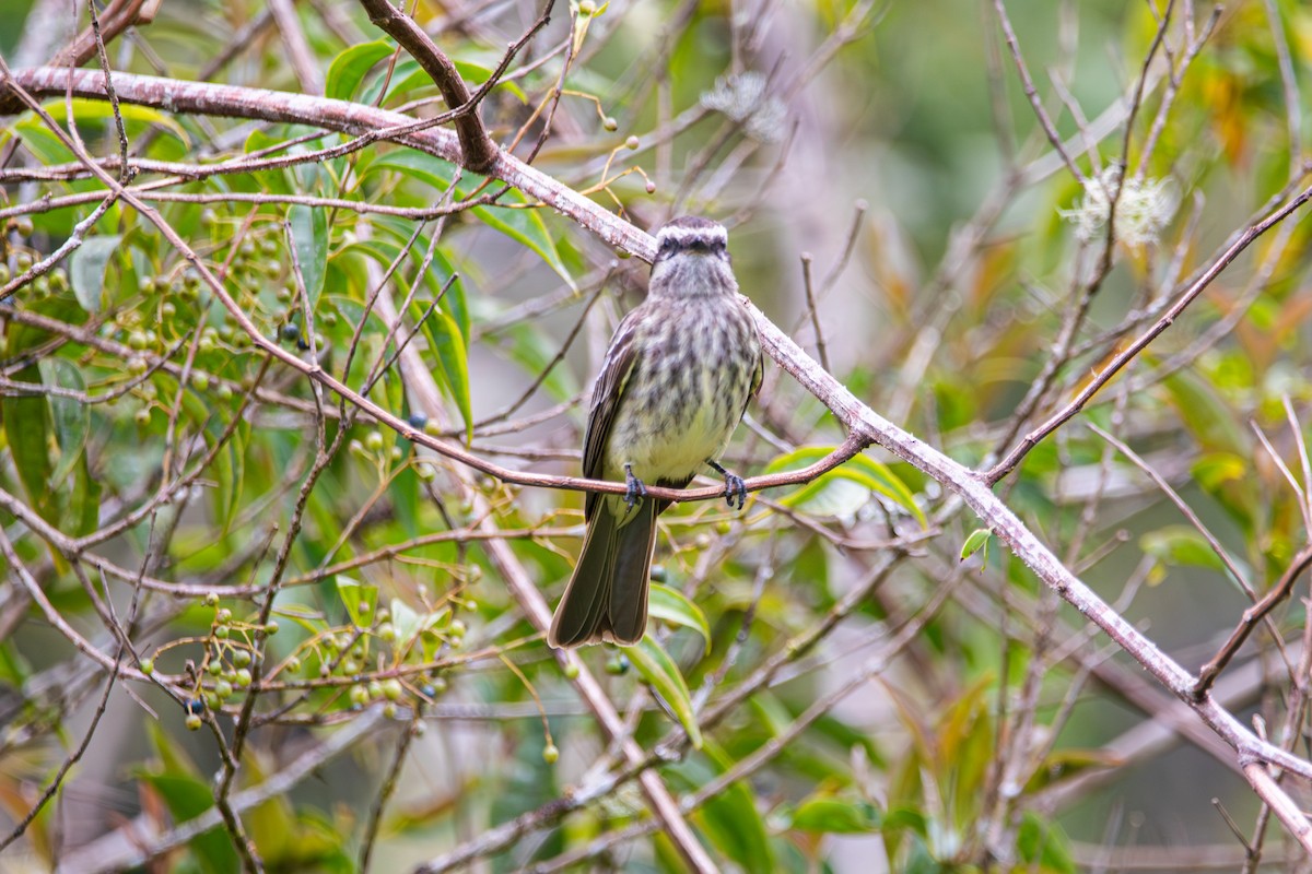 Variegated Flycatcher - ML643516050