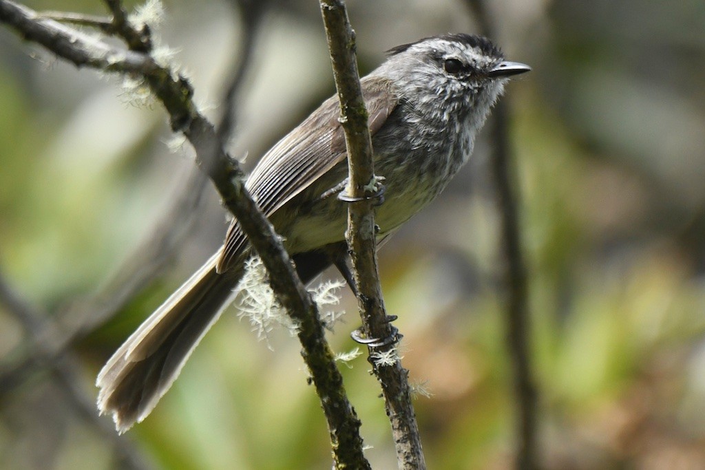 Çizgisiz Tiranulet - ML643516068