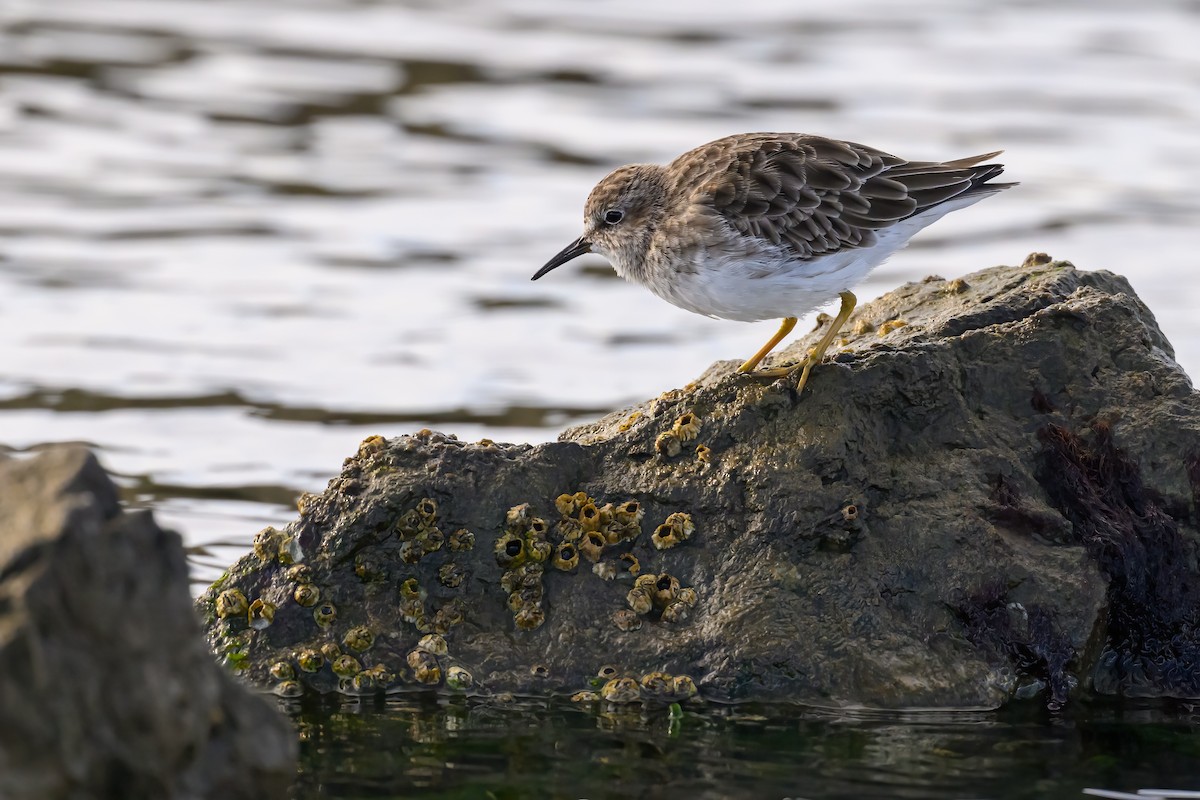 pygmésnipe - ML643516069