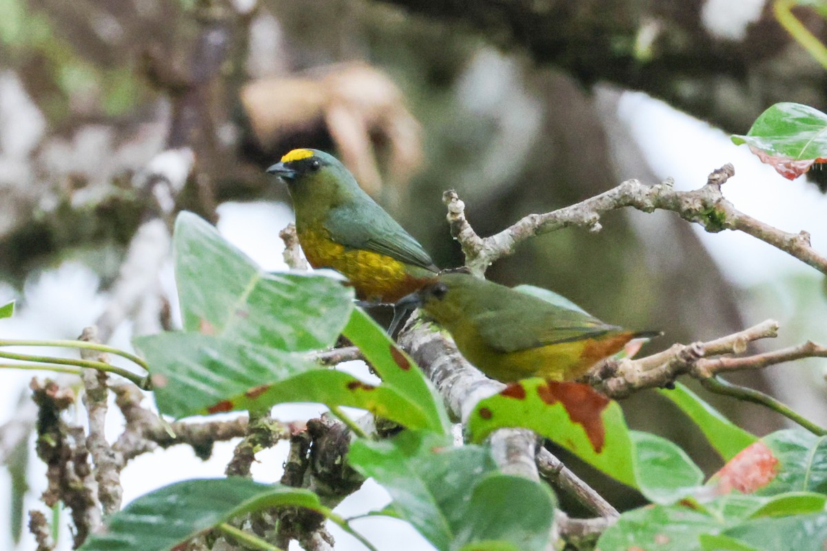 Olive-backed Euphonia - ML643516075