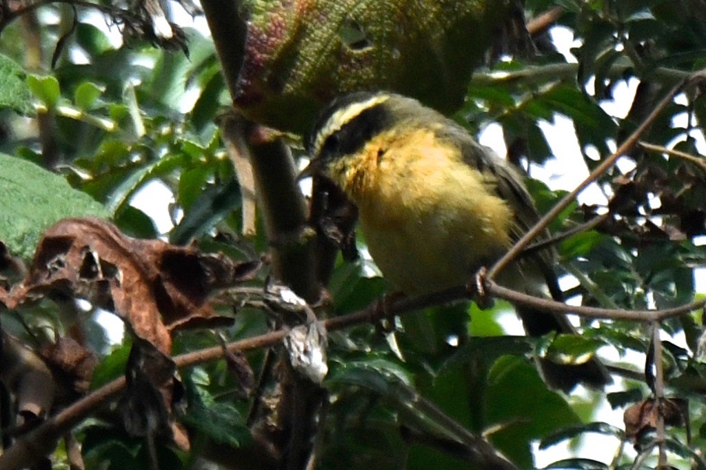 Three-striped Hemispingus - ML643516099