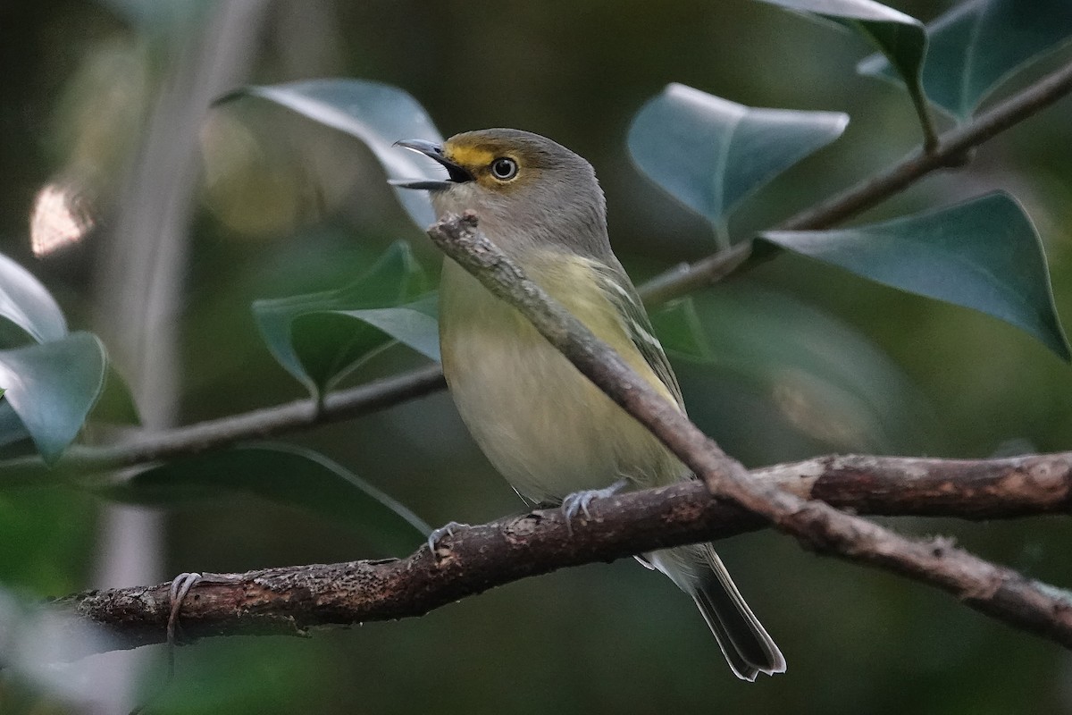 Vireo Ojiblanco - ML643516113