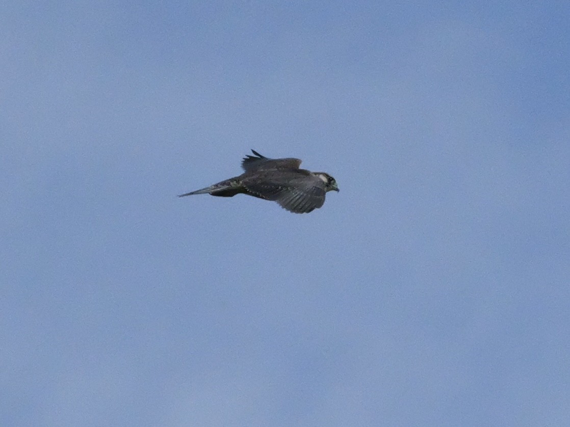 Peregrine Falcon - ML643516120