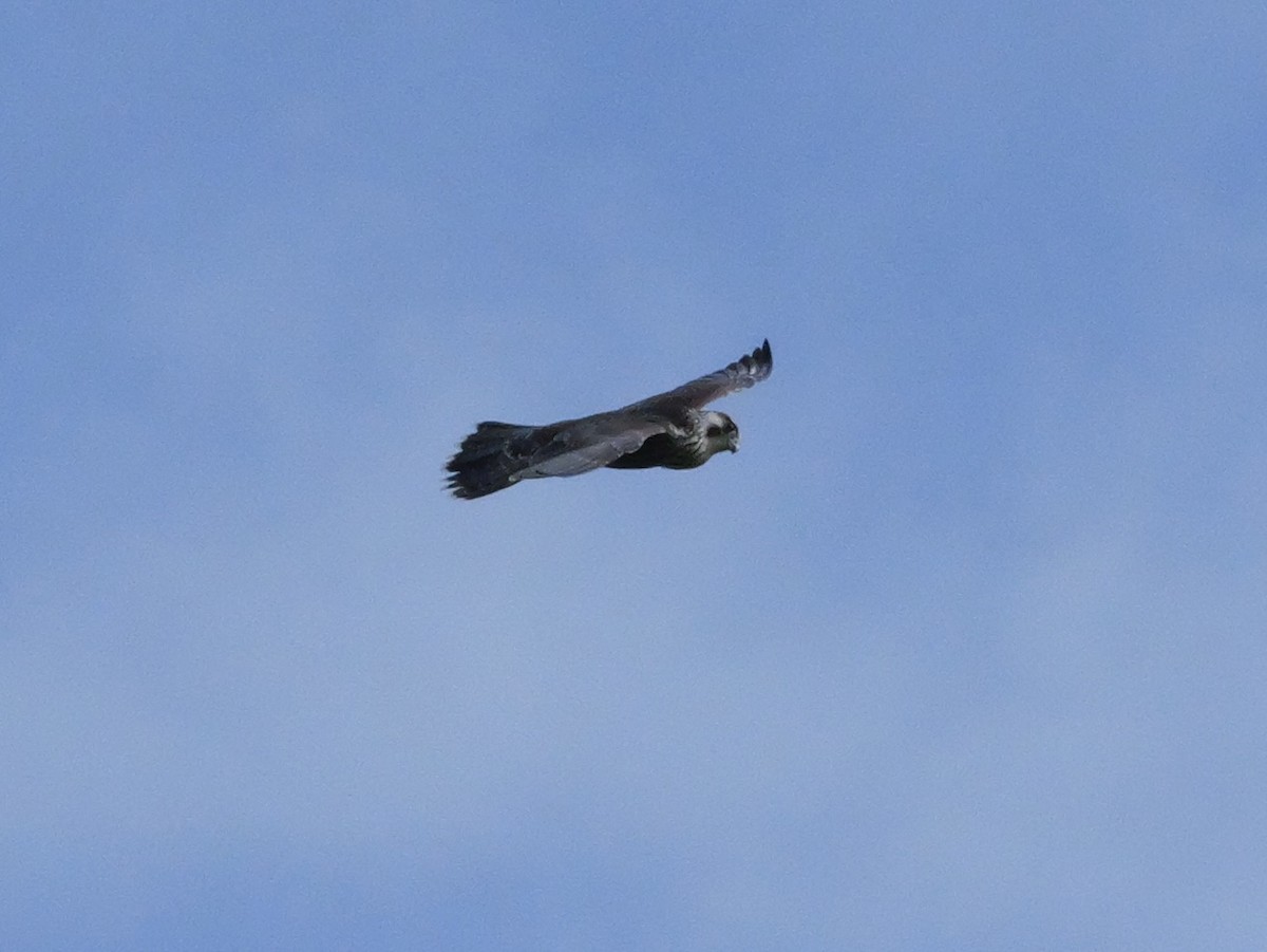 Peregrine Falcon - ML643516121