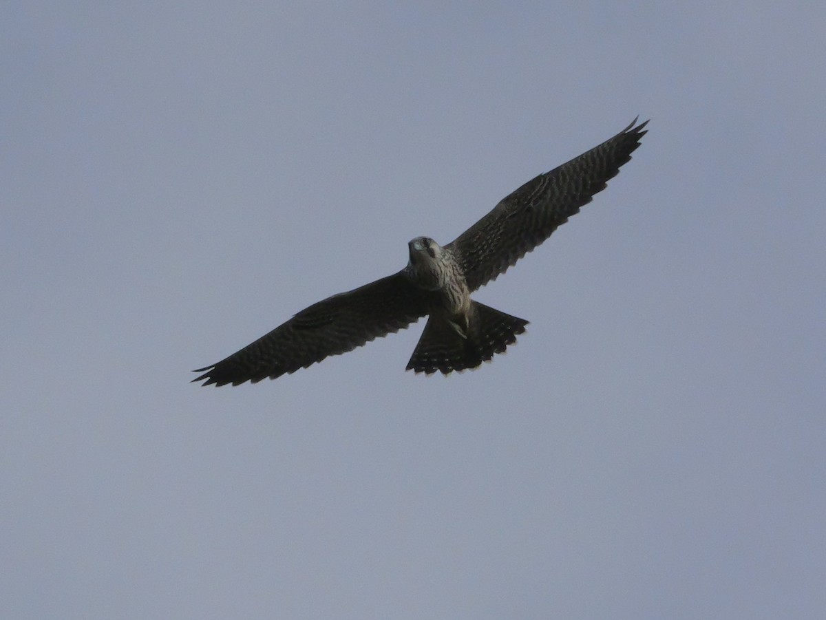 Peregrine Falcon - ML643516122