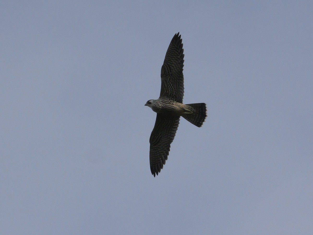 Peregrine Falcon - ML643516123