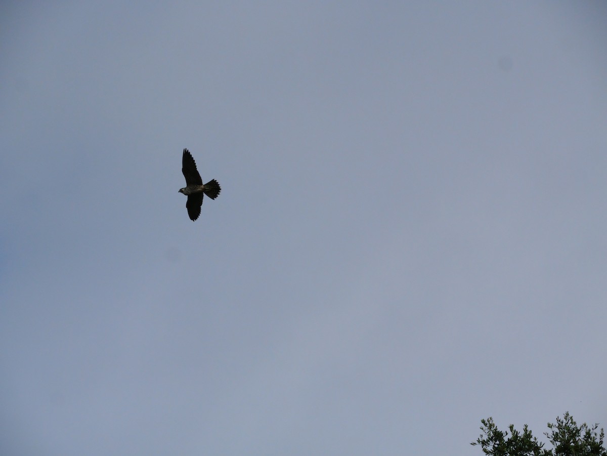 Peregrine Falcon - ML643516125