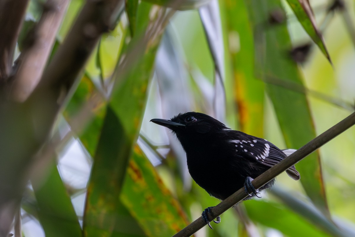 Dot-winged Antwren - ML643516132