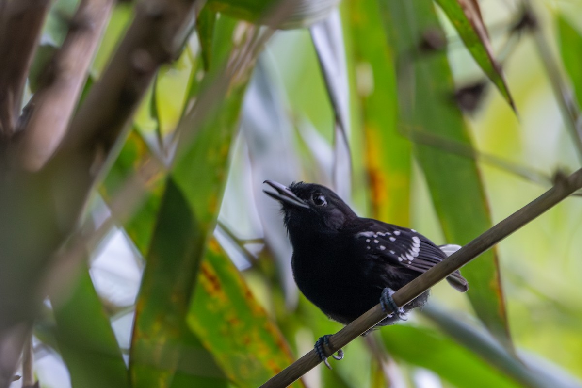 Dot-winged Antwren - ML643516133