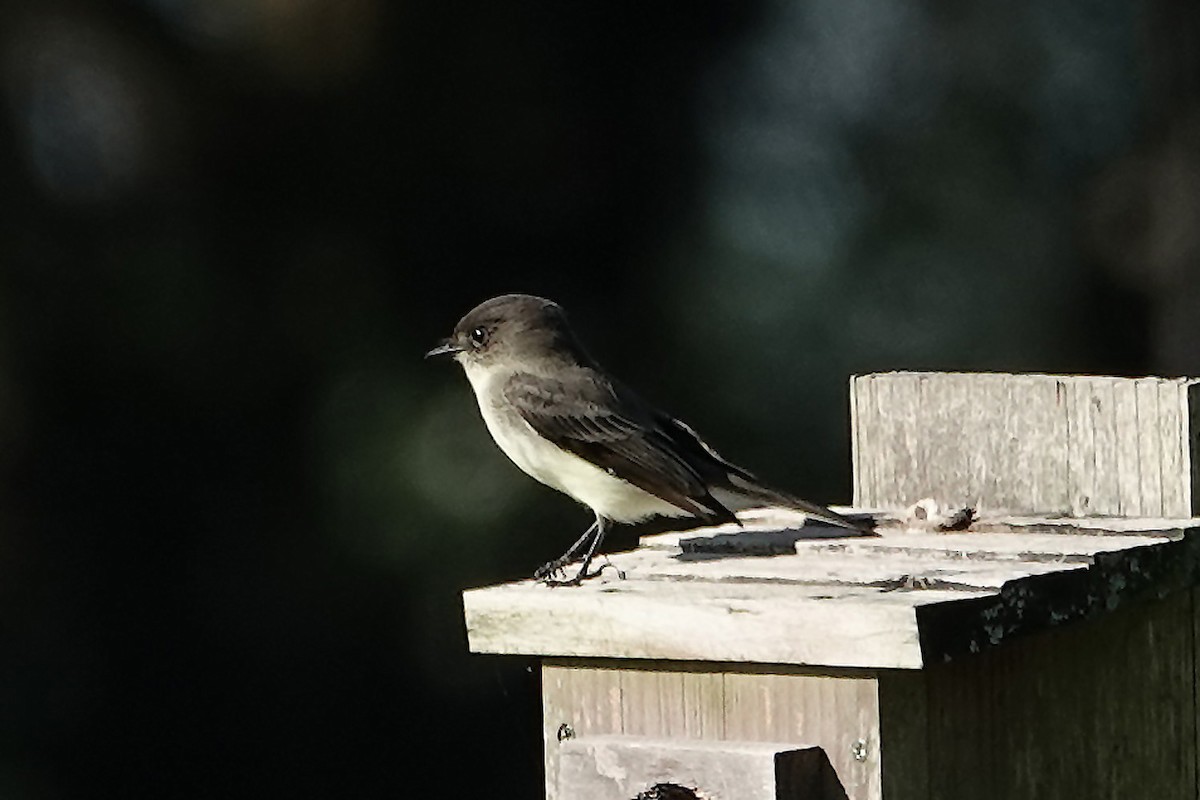 Eastern Phoebe - ML643516139