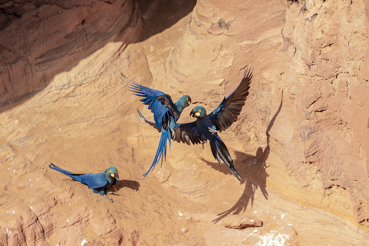 Indigo Macaw - ML643516144
