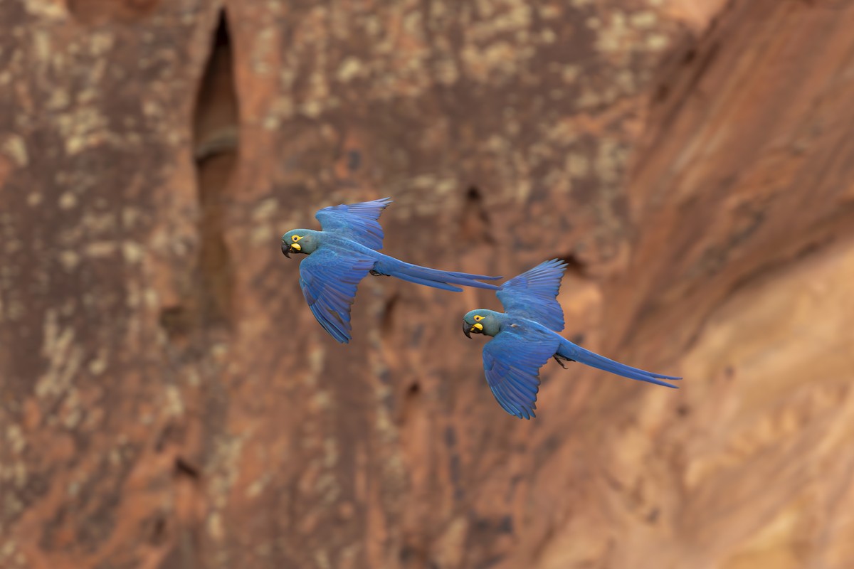 Indigo Macaw - ML643516145