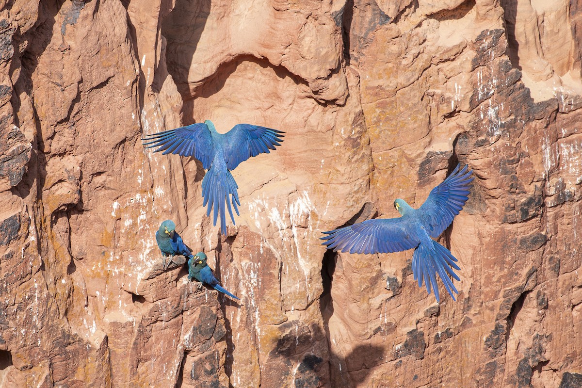 Indigo Macaw - ML643516146