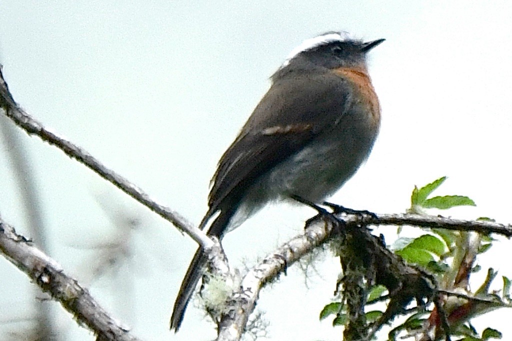 Rufous-breasted Chat-Tyrant - ML643516147