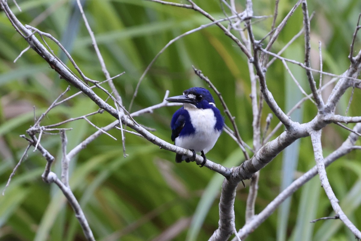 Little Kingfisher - ML643516153