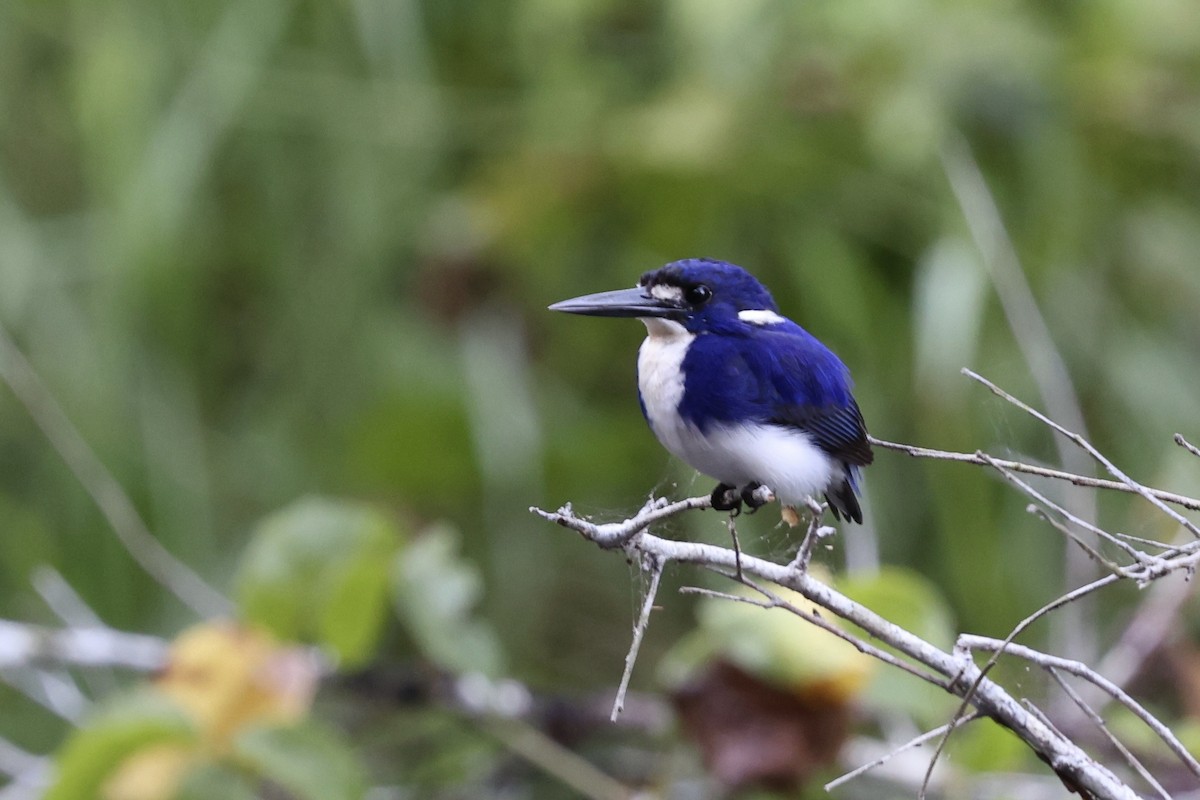 Little Kingfisher - ML643516154