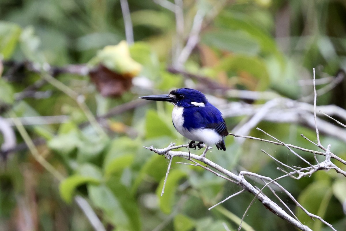 Little Kingfisher - ML643516155