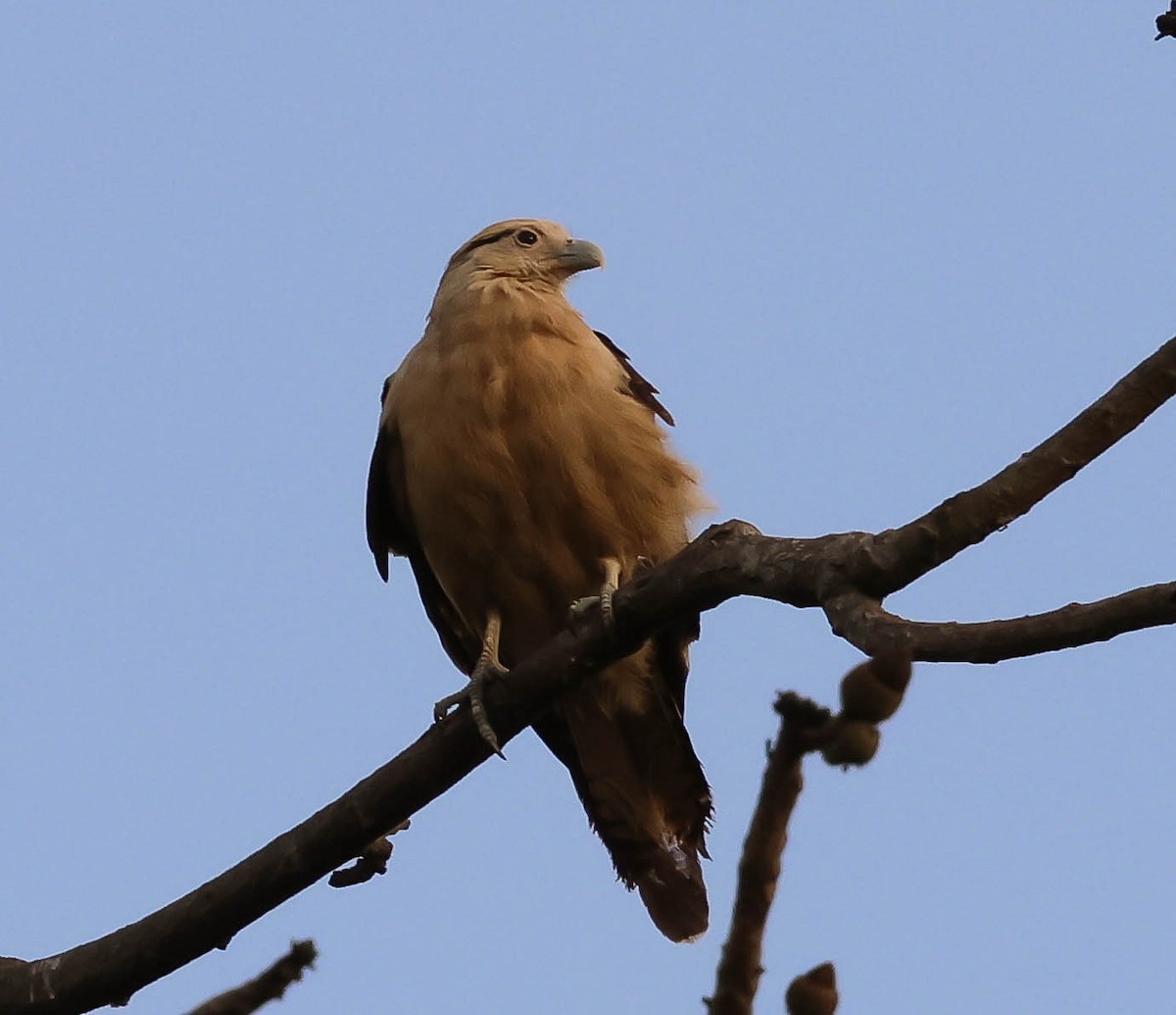 Yellow-headed Caracara - ML643516156