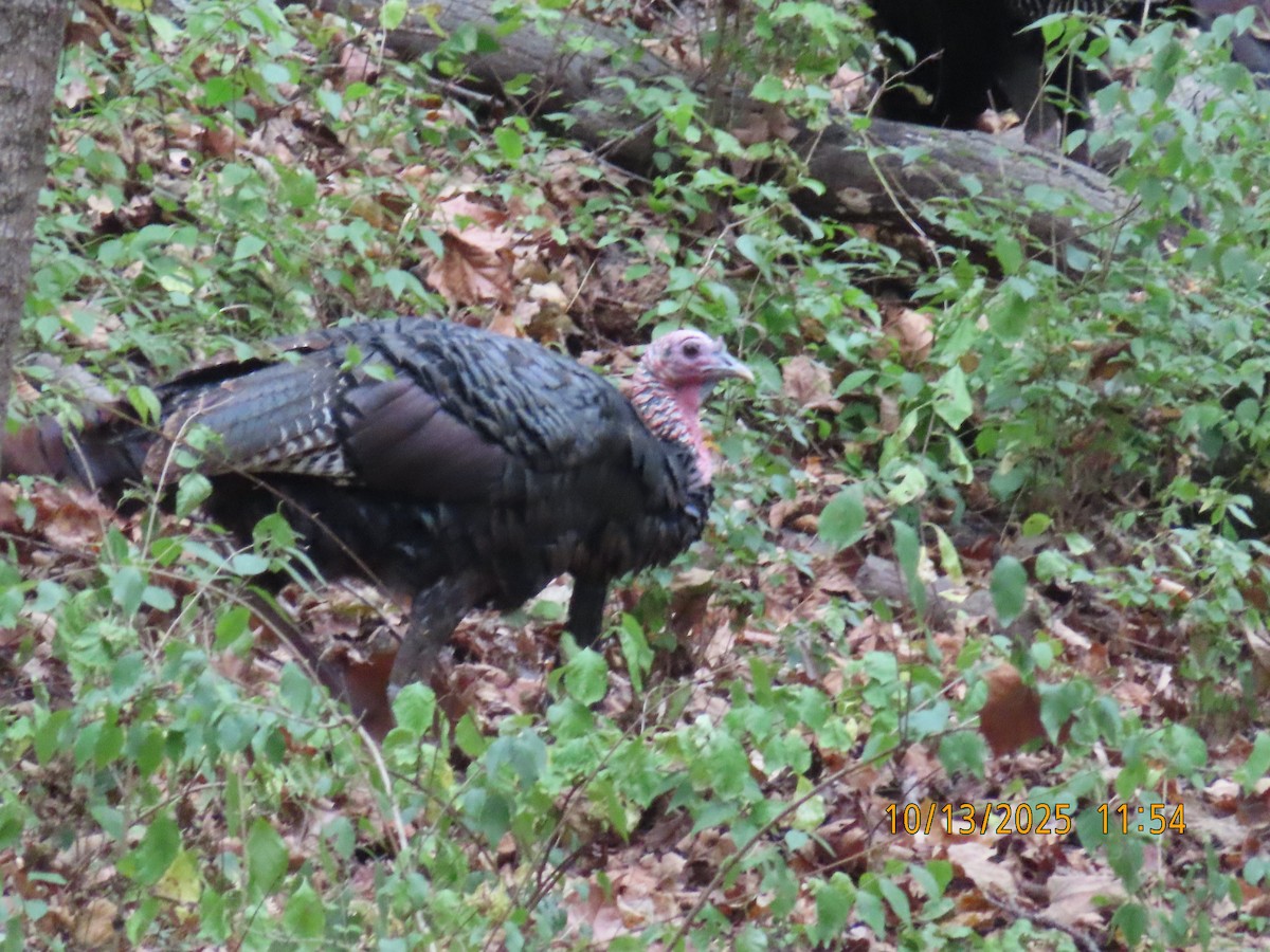 Wild Turkey - ML643516159