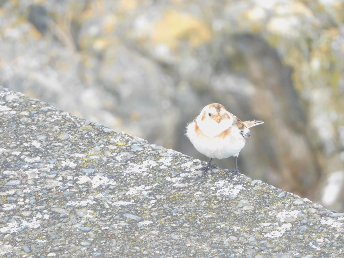 Snow Bunting - ML643516163