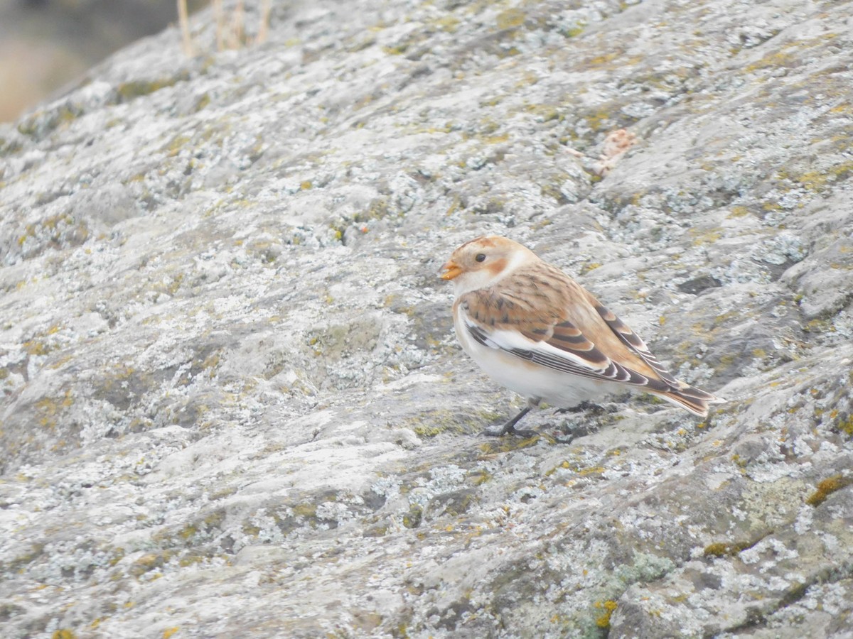 Snow Bunting - ML643516164