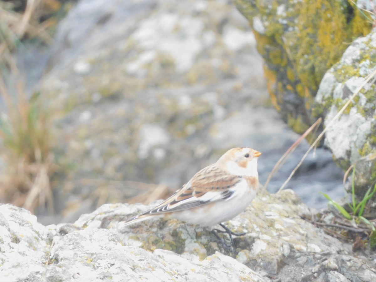 Snow Bunting - ML643516165