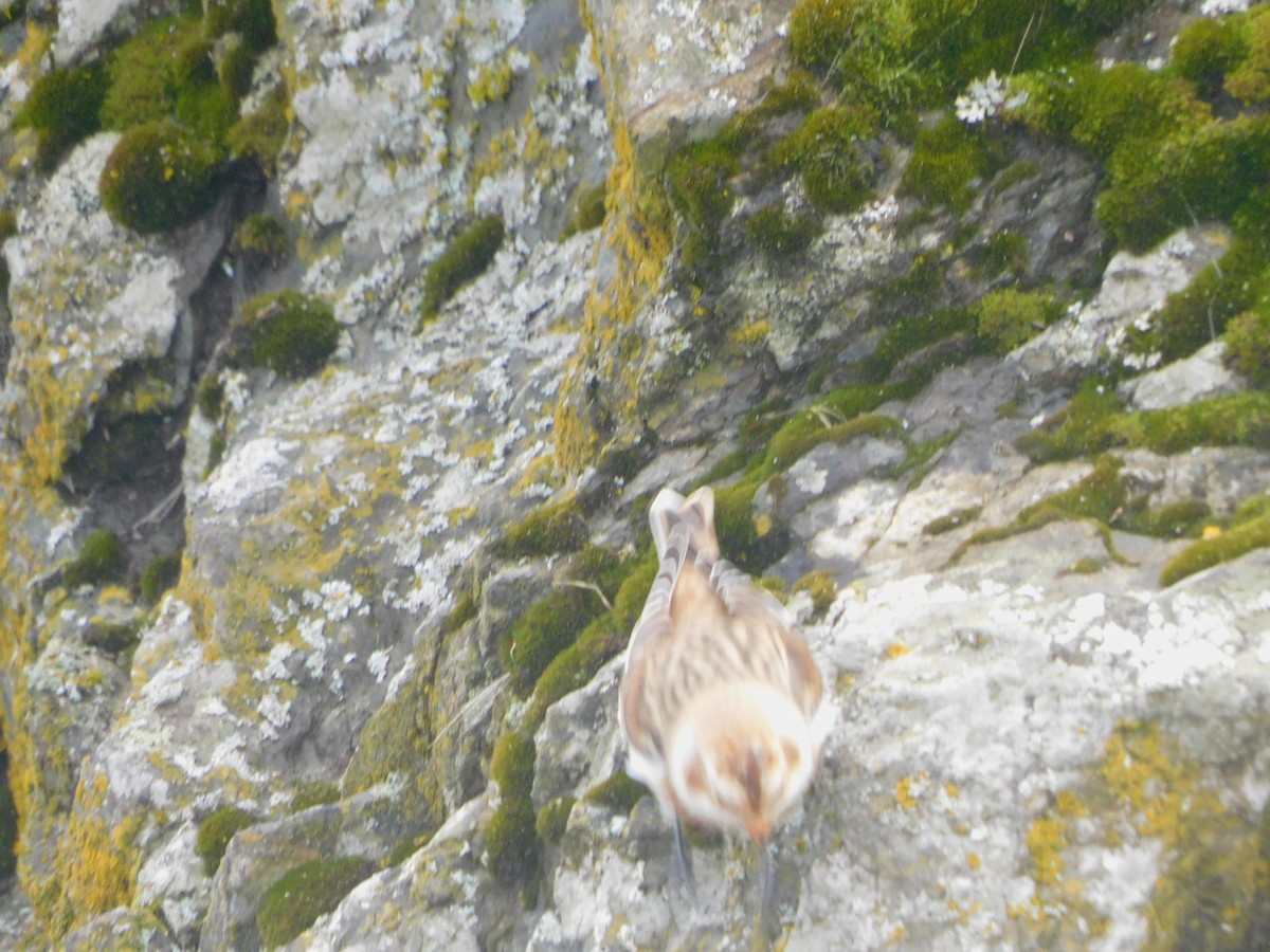 Snow Bunting - ML643516166