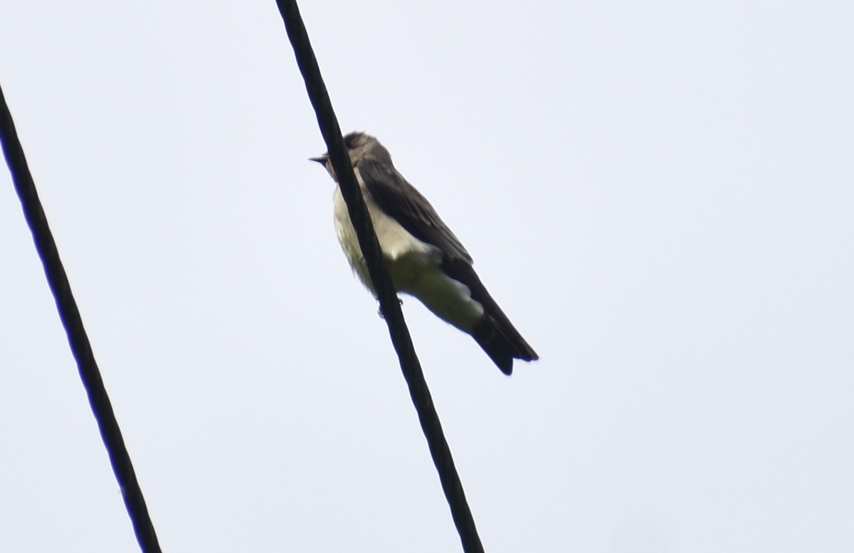 オビナシショウドウツバメ - ML643516172