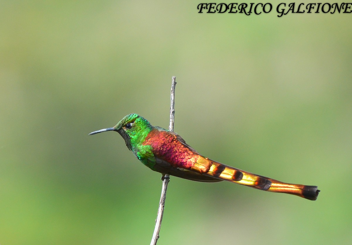 Red-tailed Comet - ML643516173