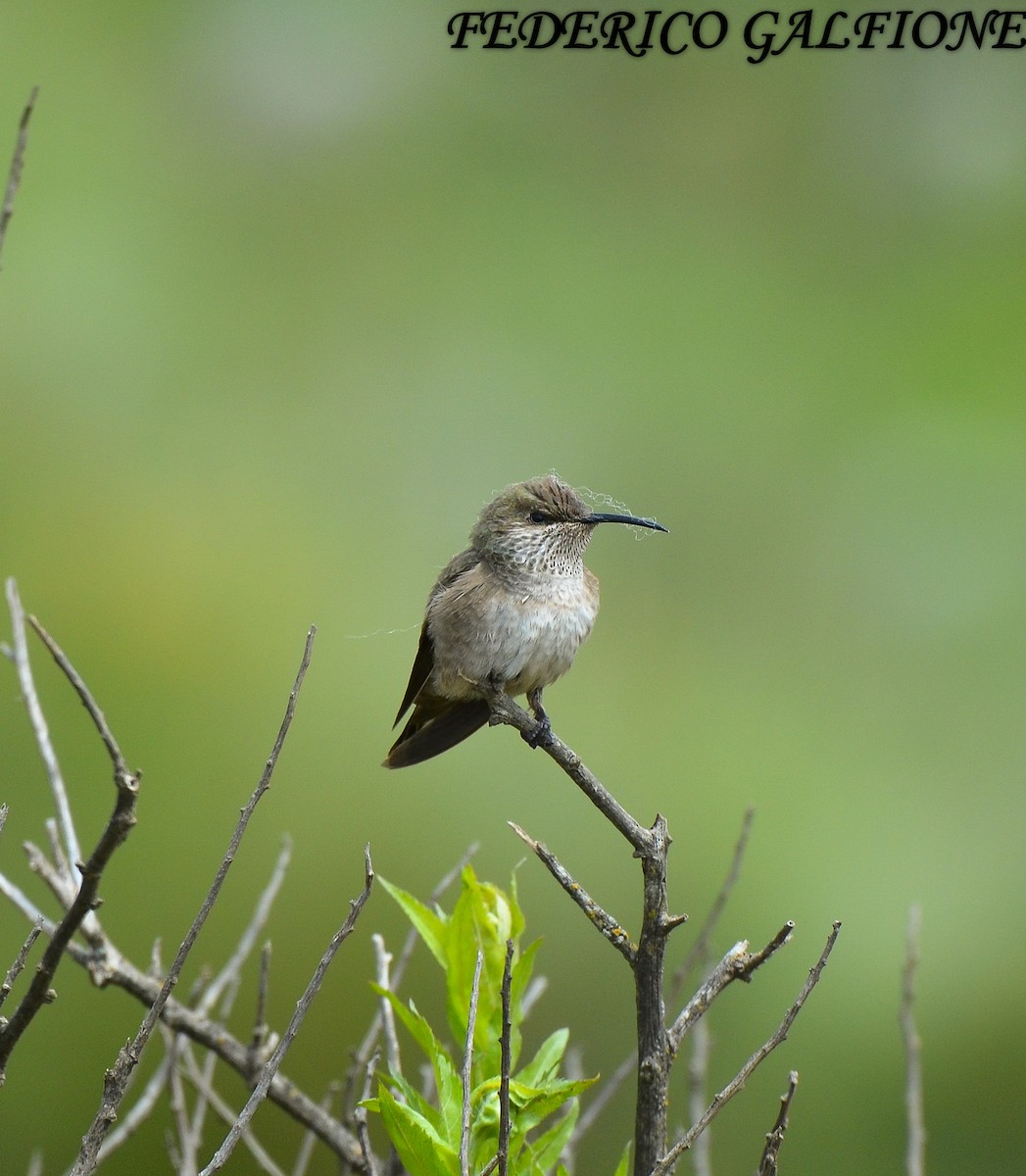 Andean Hillstar - ML643516180