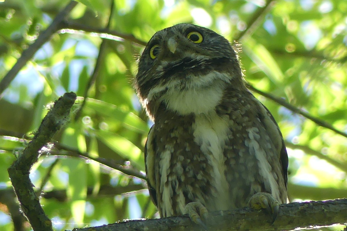 Austral Pygmy-Owl - ML643516186