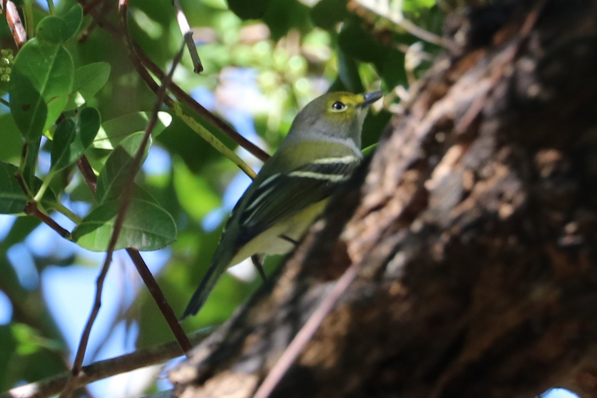 Vireo Ojiblanco - ML643516187